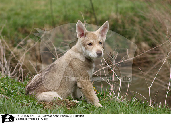 Saarloos Wolfhund Welpe / Saarloos Wolfdog Puppy / JH-05804