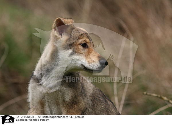 Saarloos Wolfhund Welpe / Saarloos Wolfdog Puppy / JH-05805