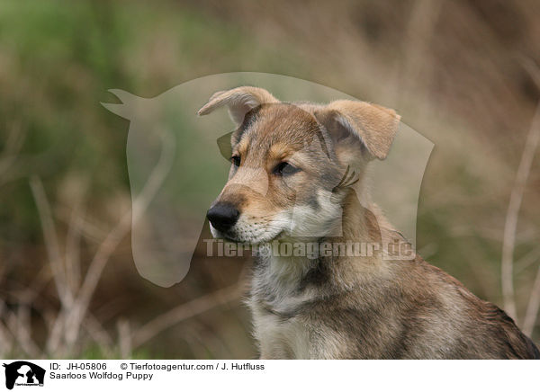 Saarloos Wolfhund Welpe / Saarloos Wolfdog Puppy / JH-05806