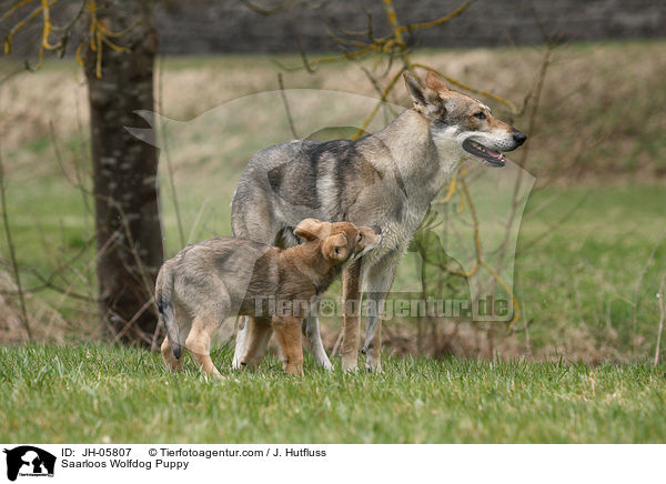 Saarloos Wolfhund Welpe / Saarloos Wolfdog Puppy / JH-05807