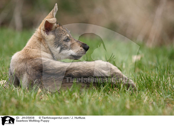 Saarloos Wolfhund Welpe / Saarloos Wolfdog Puppy / JH-05808