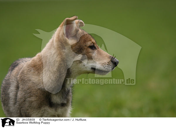 Saarloos Wolfhund Welpe / Saarloos Wolfdog Puppy / JH-05809