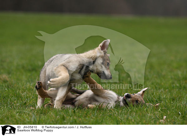 Saarloos Wolfhund Welpe / Saarloos Wolfdog Puppy / JH-05810