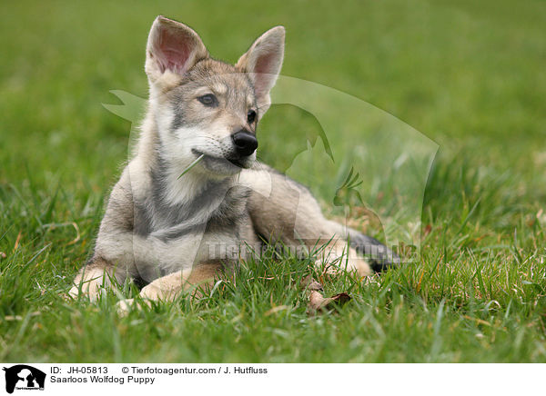 Saarloos Wolfhund Welpe / Saarloos Wolfdog Puppy / JH-05813