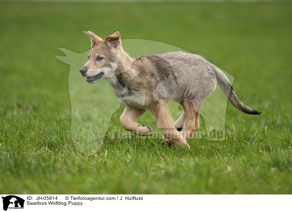 Saarloos Wolfhund Welpe / Saarloos Wolfdog Puppy / JH-05814