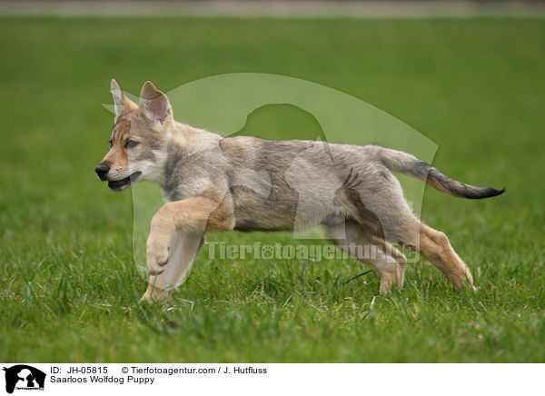 Saarloos Wolfhund Welpe / Saarloos Wolfdog Puppy / JH-05815