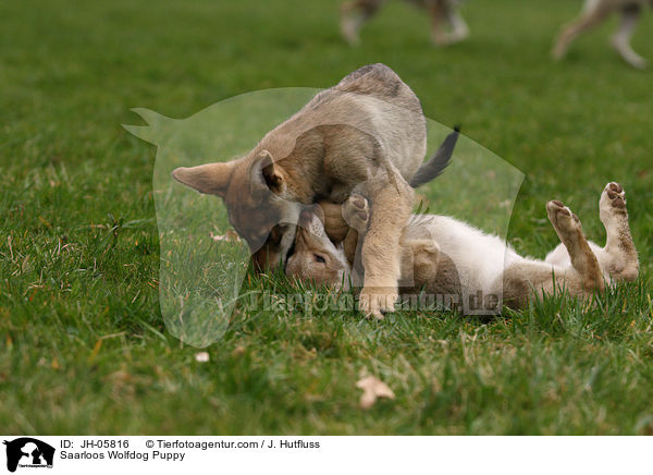 Saarloos Wolfhund Welpe / Saarloos Wolfdog Puppy / JH-05816