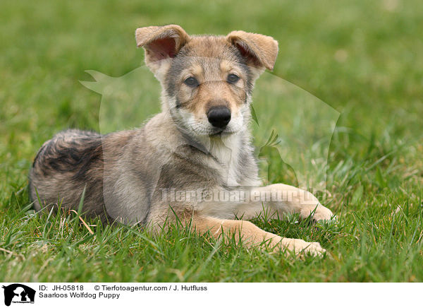 Saarloos Wolfdog Puppy / JH-05818