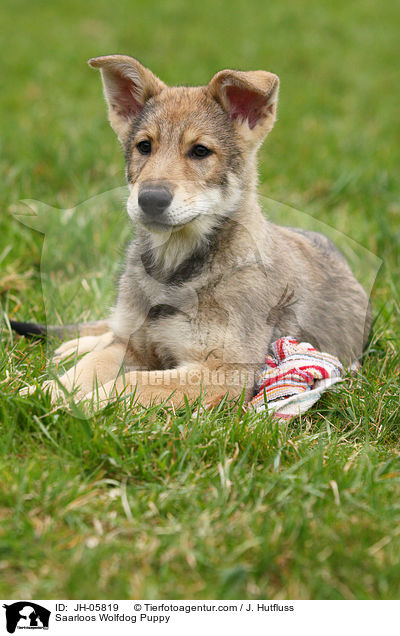 Saarloos Wolfhund Welpe / Saarloos Wolfdog Puppy / JH-05819