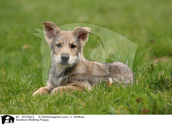 Saarloos Wolfhund Welpe / Saarloos Wolfdog Puppy / JH-05823