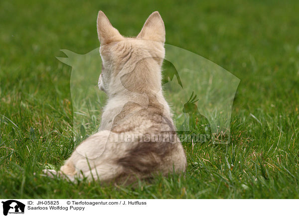 Saarloos Wolfhund Welpe / Saarloos Wolfdog Puppy / JH-05825