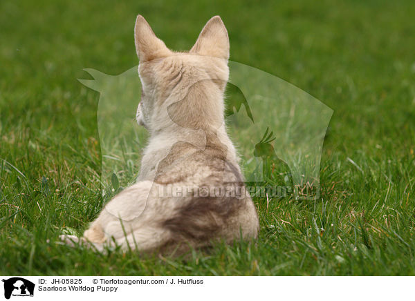 Saarloos Wolfhund Welpe / Saarloos Wolfdog Puppy / JH-05825