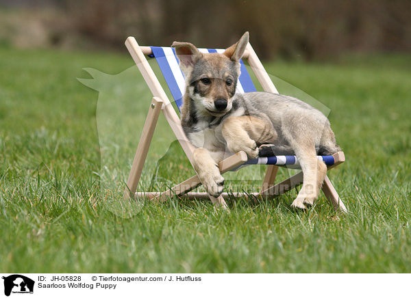 Saarloos Wolfhund Welpe / Saarloos Wolfdog Puppy / JH-05828