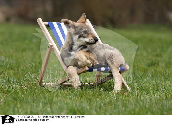Saarloos Wolfhund Welpe / Saarloos Wolfdog Puppy / JH-05829