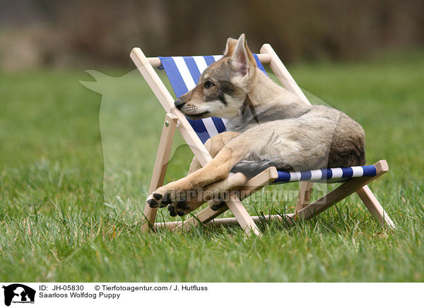 Saarloos Wolfhund Welpe / Saarloos Wolfdog Puppy / JH-05830