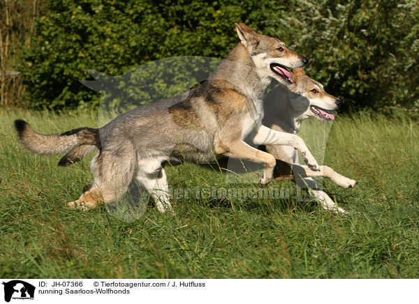 rennende Saarloos-Wolfhunde / running Saarloos-Wolfhonds / JH-07366