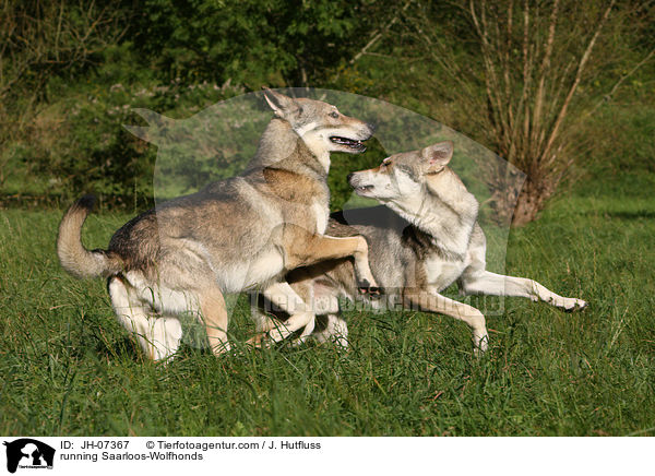 running Saarloos-Wolfhonds / JH-07367
