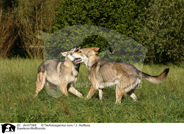 Saarloos-Wolfhonds / JH-07368