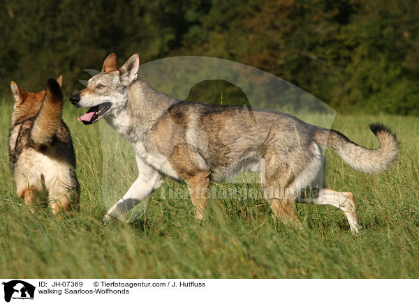 laufende Saarloos-Wolfhunde / walking Saarloos-Wolfhonds / JH-07369