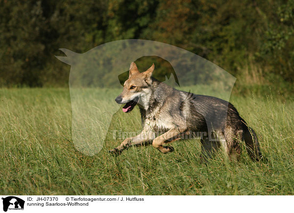 rennender Saarloos-Wolfhund / running Saarloos-Wolfhond / JH-07370