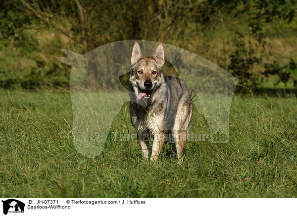 Saarloos-Wolfhund / Saarloos-Wolfhond / JH-07371