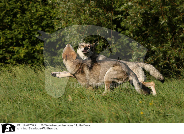 running Saarloos-Wolfhonds / JH-07372