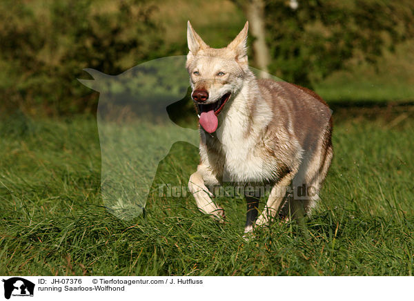 running Saarloos-Wolfhond / JH-07376