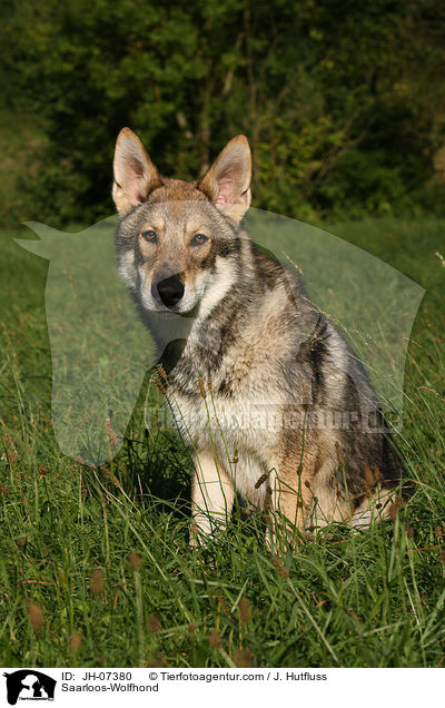 Saarloos-Wolfhund / Saarloos-Wolfhond / JH-07380