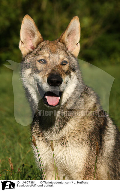 Saarloos-Wolfhund Portrait / Saarloos-Wolfhond portrait / JH-07381