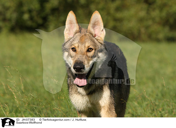 Saarloos-Wolfhond / JH-07383