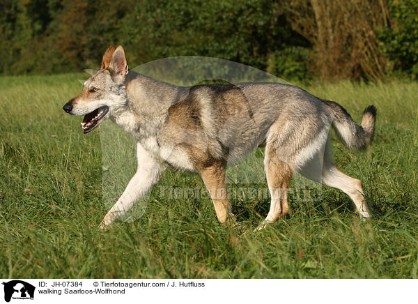 laufender Saarloos-Wolfhund / walking Saarloos-Wolfhond / JH-07384