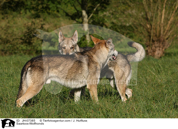 Saarloos-Wolfhunde / Saarloos-Wolfhonds / JH-07385