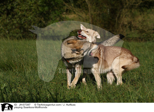 spielende Saarloos-Wolfhunde / playing Saarloos-Wolfhonds / JH-07387