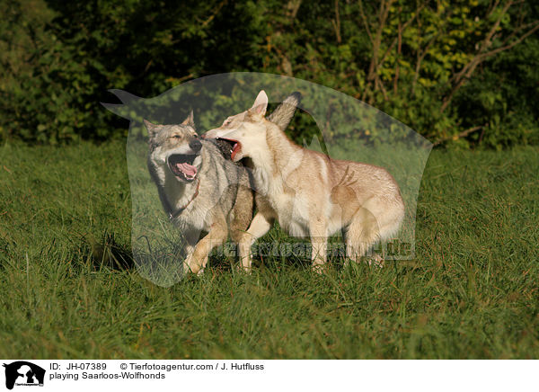 spielende Saarloos-Wolfhunde / playing Saarloos-Wolfhonds / JH-07389