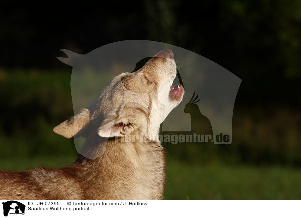 Saarloos-Wolfhond portrait / JH-07395