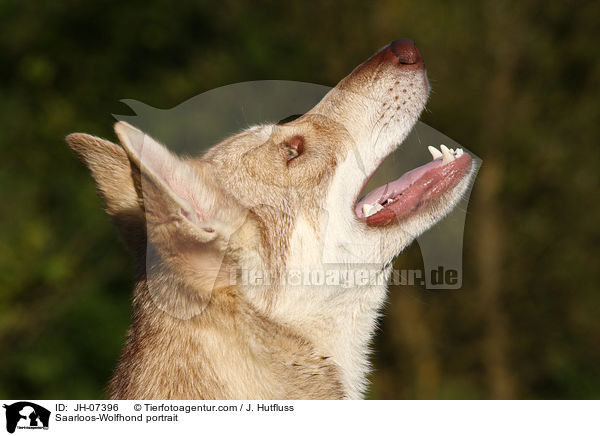 Saarloos-Wolfhund Portrait / Saarloos-Wolfhond portrait / JH-07396