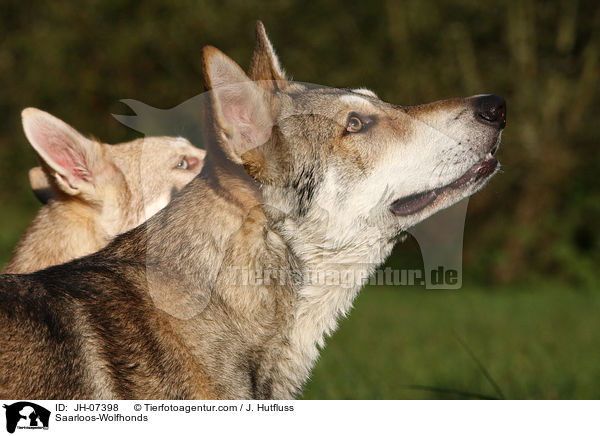 Saarloos-Wolfhunde / Saarloos-Wolfhonds / JH-07398