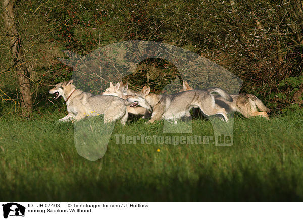 rennende Saarloos-Wolfhund / running Saarloos-Wolfhond / JH-07403