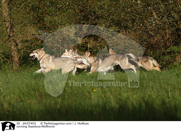 running Saarloos-Wolfhond / JH-07403