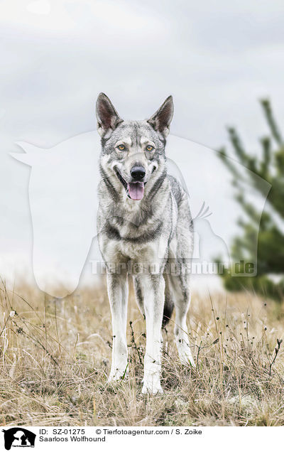 Saarloos Wolfshund / Saarloos Wolfhound / SZ-01275