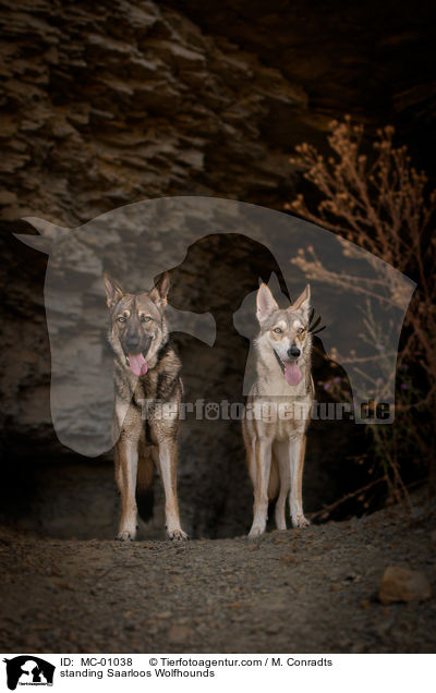 stehende Saarloos Wolfshunde / standing Saarloos Wolfhounds / MC-01038