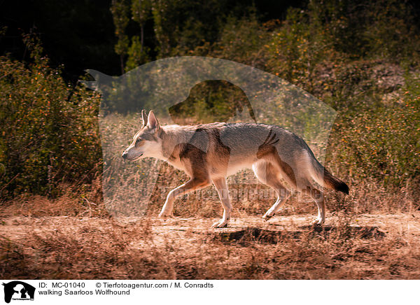 laufende Saarloos Wolfshund / walking Saarloos Wolfhound / MC-01040