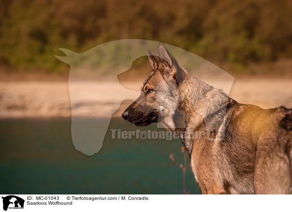 Saarloos Wolfshund / Saarloos Wolfhound / MC-01043