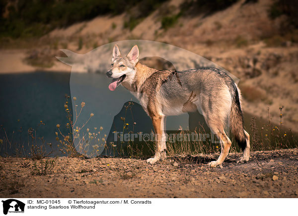 stehender Saarloos Wolfshund / standing Saarloos Wolfhound / MC-01045
