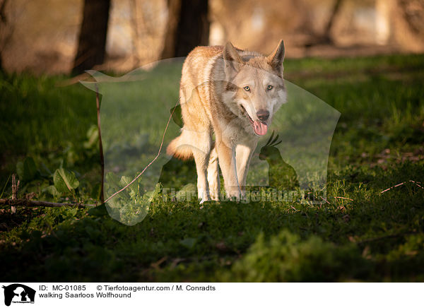 laufende Saarloos Wolfshund / walking Saarloos Wolfhound / MC-01085