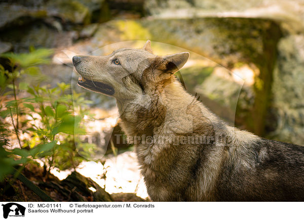Saarloos Wolfshund Portrait / Saarloos Wolfhound portrait / MC-01141