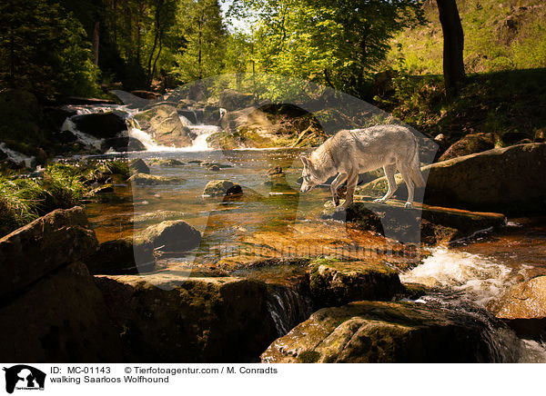 laufender Saarloos Wolfshund / walking Saarloos Wolfhound / MC-01143