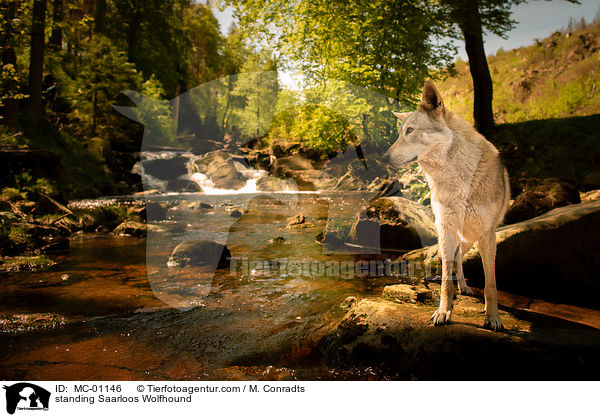 standing Saarloos Wolfhound / MC-01146