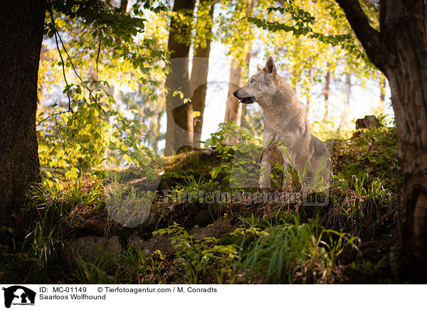 Saarloos Wolfshund / Saarloos Wolfhound / MC-01149