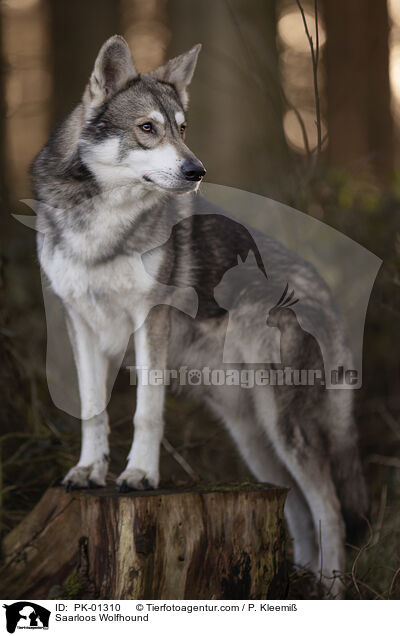 Saarloos Wolfhound / PK-01310